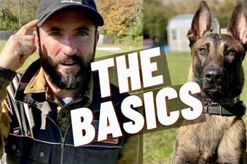 EASY OBEDIENCE TRAINING WITH MY BELGIAN MALINOIS PUPPY! HEEL/ SIT/ DOWN/ STAY!