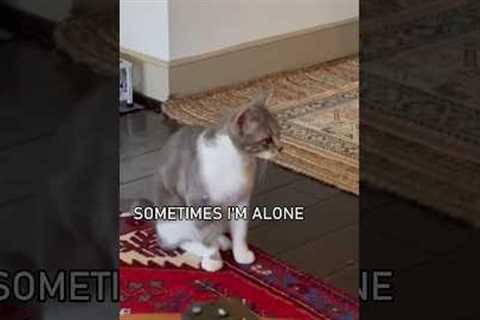 Cats Speaking English!🤣 Part 4