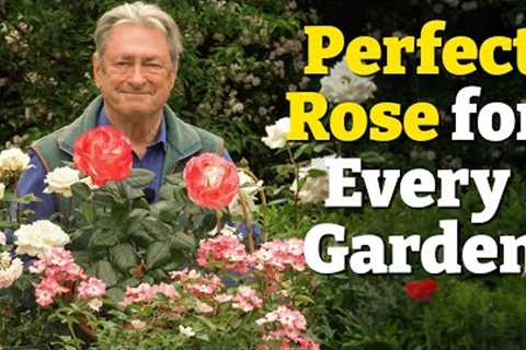 How to Choose the Perfect Rose for Your Garden | My Top 7 Tried-and-Tested Varieties