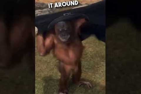 Orangutan’s are just humans who don’t pay tax 😂❤️ #shorts