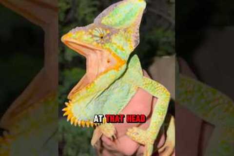 Catching Chameleons in Florida #Chameleon #reptiles