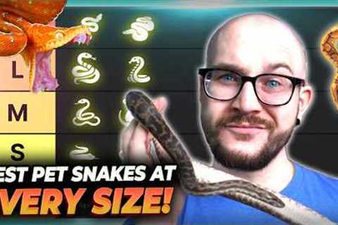 The Best Pet Snake At Every Size