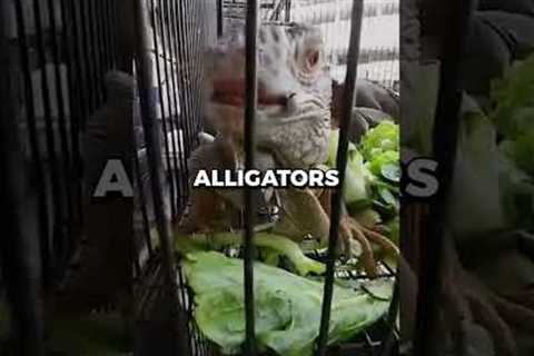 Buying $100 of ILLEGAL Animals From Bangkok Market 🦁 | #shorts #viral