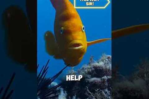 How This Tiny Fish Trains Scuba Divers! 🐠 @therealcorokinaboys