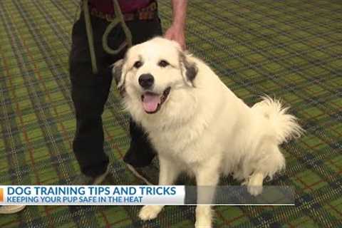 Pet training tips and tricks