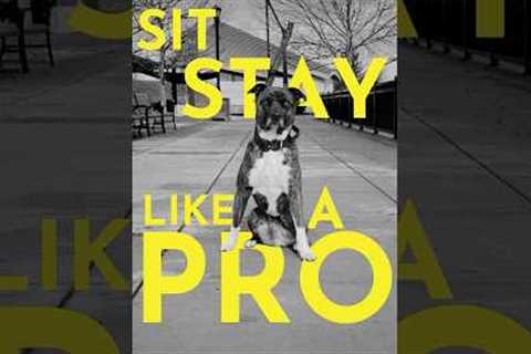 How to teach your dog to sit-stay like a pro #dogtrainer #puppy #puppytraining
