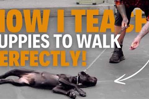 How To Train Your Puppy To WALK PERFECTLY On a Leash