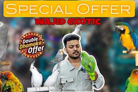 Biggest Offer on Birds and accessories (Wajid Exotic) | only Exotic birds!