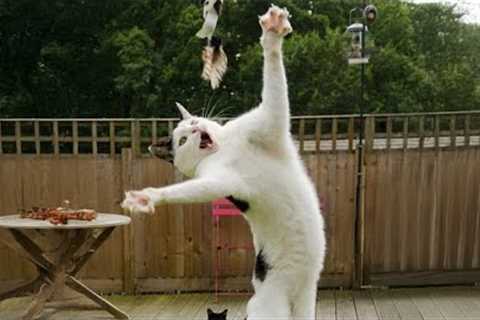 These CATS are ridiculously silly! 😂 Funniest Cat Videos 2025
