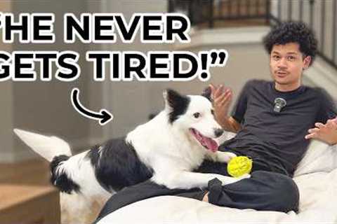 3 Mistakes People Make With High-Energy Dogs