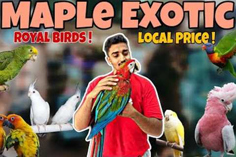 Maple Exotic| Luxury Birds Ab Budget Mein! 🤑| Macaw, Amazon, Cockatoo Sab Hai!
