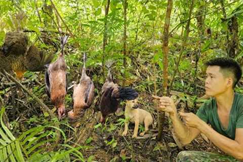 wild chicken footprints, building shelter for wild pigs in the rainy season, survival skills alone