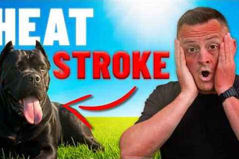 WARNING: 3 Deadly Signs of Heat Stroke Every Dog Owner Must Know