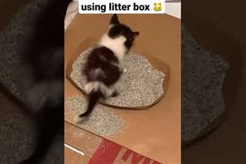 wild kitten learning to use litter box on her own #kitten #cat #cats #catlover #catvideos #kitten