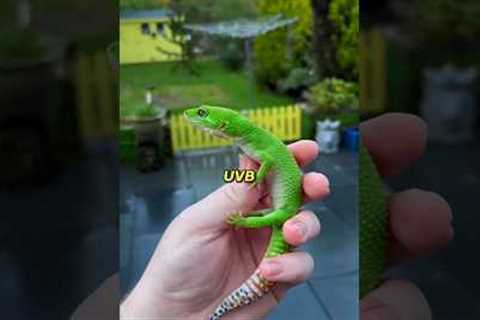 Top 5 REPTILES You Can Have as PETS!