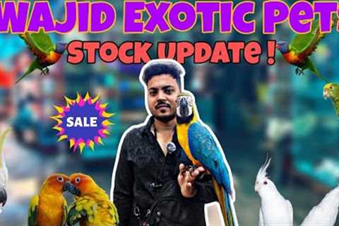 Wajid Exotic Stock Update| Exotis birds Budget Mai|