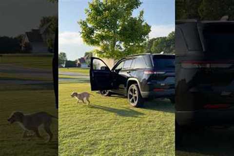 Teddy teaches the puppy to drive…😅