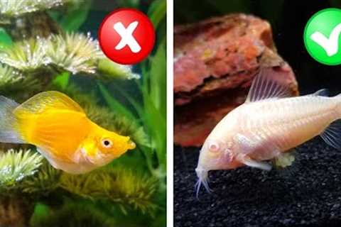 My Honest Review of 10 Beginner Fish from Petco