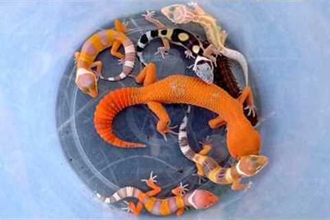 catching incredibly beautiful lizards, beautiful gecko, cute gecko, gecko reptile, colorful lizard
