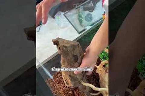 Buying a 6,000$ exotic Lizard 🦎