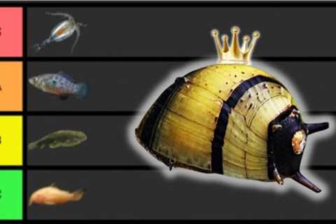 Ranking The BEST Freshwater Aquarium Clean Up Crew Members
