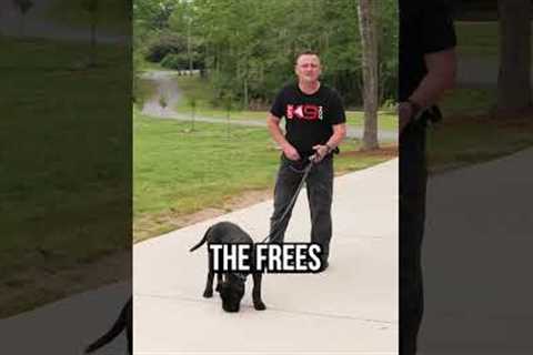 How To Get the Ultimate Obedience With Your Dog or Puppy