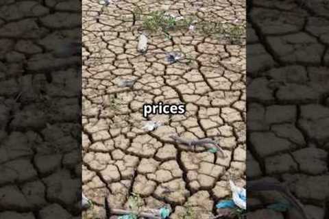 Global Food Crisis Explained – What’s Happening?