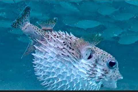 The Underwater Camera Returns! You Won't Believe What We Caught!  June 2025 Fish Recap