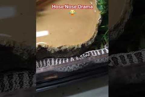 Hognose Snake Throws EPIC Tantrum! #snake #drama #fyp #animals