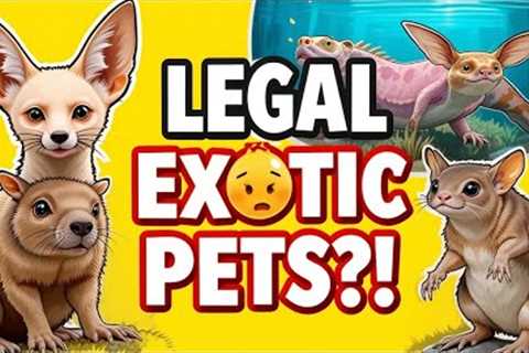 7 Rare Exotic Pets You Can Legally Own