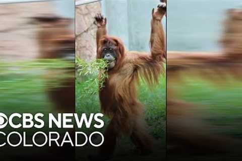 Denver Zoo Conservation Alliance takes over social media with cute animal videos