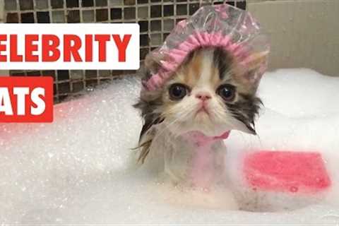 Celebrity Cats | Funny Pet Video Compilation