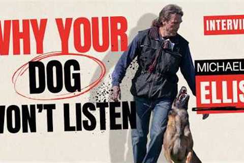 Stop Training Your Dog Until You Do This First!