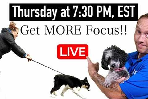 5 Tips To Get More Focus When Training Your Dog Outside