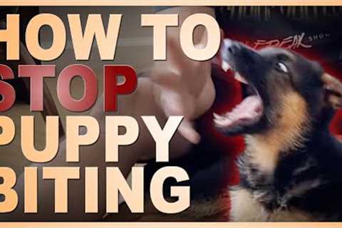 How to Easily Teach Your Puppy To STOP Biting You.