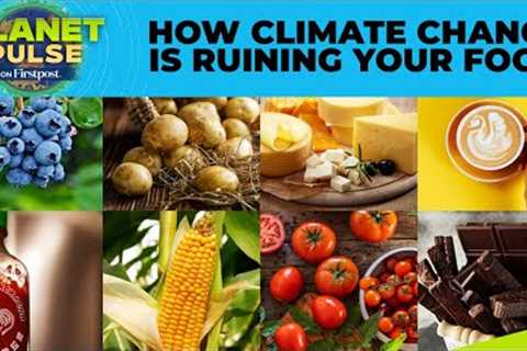 Beer, Sushi, Cheese: How Climate Crisis Is Ruining Your Favourite Food | Planet Pulse | N18G