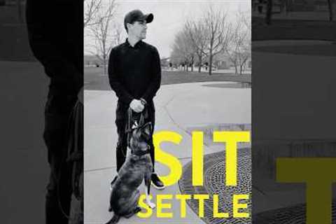How to teach your dog to sit settle  #dogcoach #puppytraining #puppy