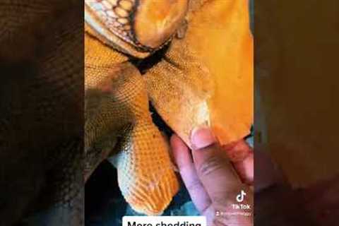 Iguana Shedding - Rocket The Iguana