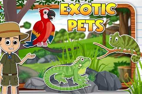 Types of Exotic Pets | Pet for kids | Learning for kids | Puntoon Classroom