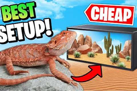 Best Bearded Dragon Setup on a Budget!