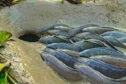 Survival Skills Smart Idea And Useful Build Fish Trap In forest, Amazing Fish Trap