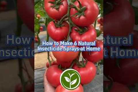 🛡️ 6 POWERFUL Homemade Insecticides (Beat Pests WITHOUT Chemicals!) | DIY Natural Pest Control