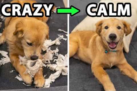 Do This Every Day For A Calm Golden Retriever