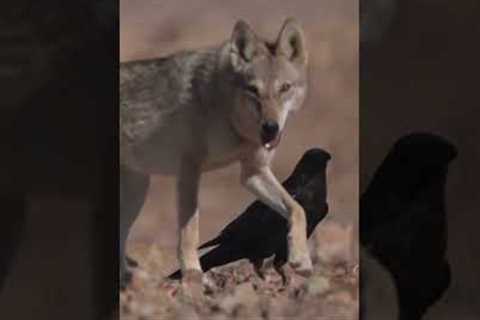 5 Unlikely Friendships in the Animal Kingdom