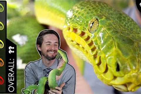 Emerald Tree Boa, The Best Pet Snake?