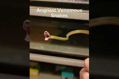 Angry venomous snakes are not fun. #reptiles #venomoussnakes #pets #boomslang