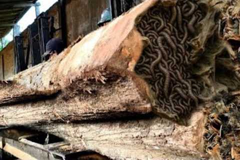 Teak Wood Infested with Venomous Snakes in a Sawmill