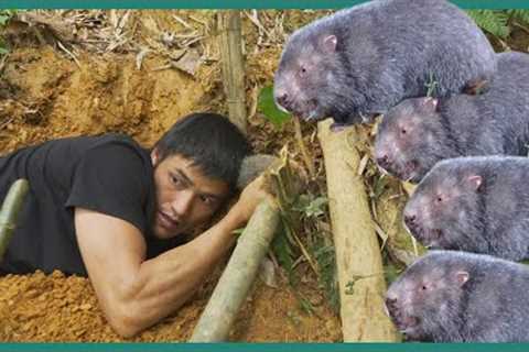 Survival Skills: Crazy Digging to Catch Bamboo Rats, Found Wild Chicken Eggs and Stream Fishing