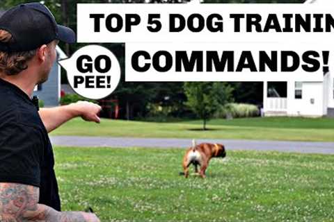 Master These 5 Commands and Change Your Dog’s Life