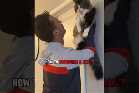 4 Ways to Discipline Your Cat 😎🏅  #cats #fact